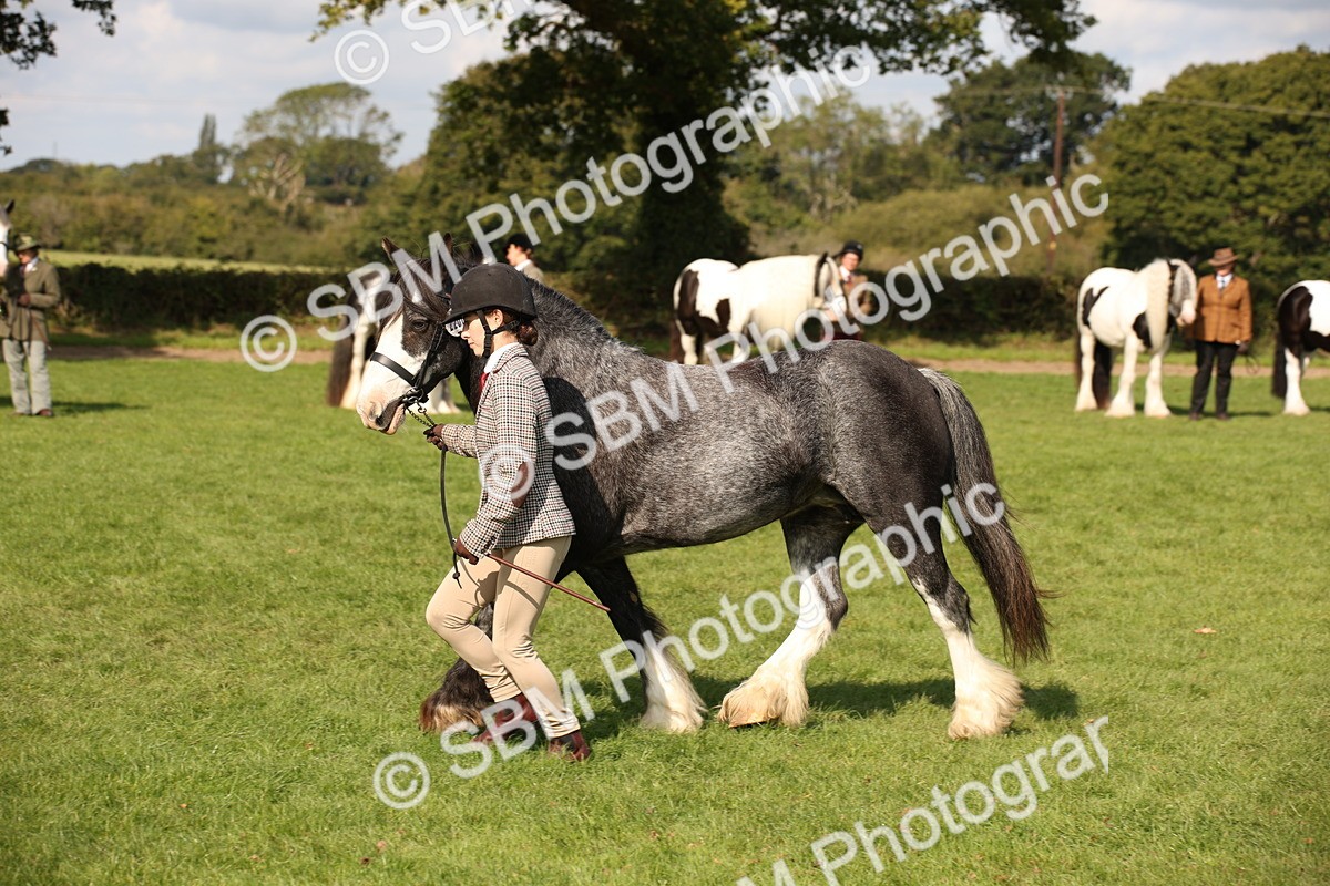 SBM_62278 - S55 - Traditional Cob In Hand