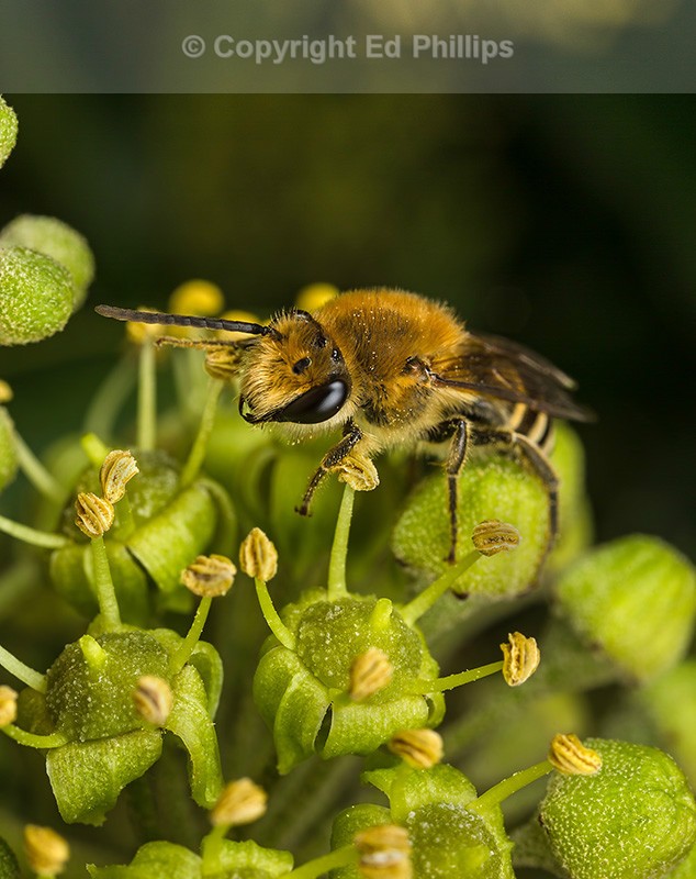 Colletes hederae (m)