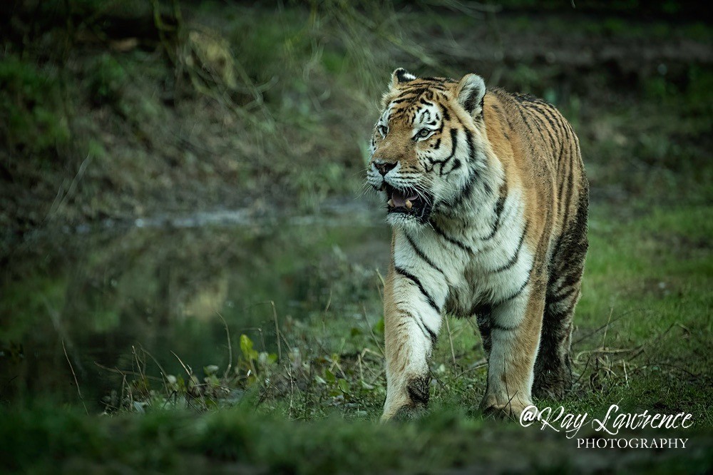 Amur Tiger - RLP_2157-524 - Vulnerable and Beyond