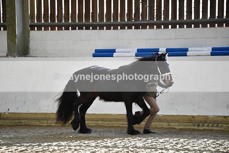 WJ5_3490 - Class 1 Youngstock