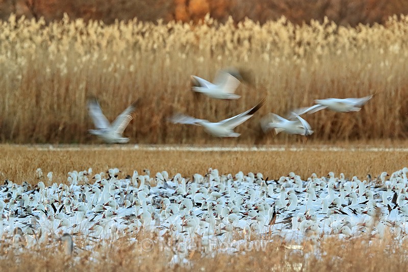 Snow Geese in early morning, Bosque del Apache, New Mexico - Snow Goose