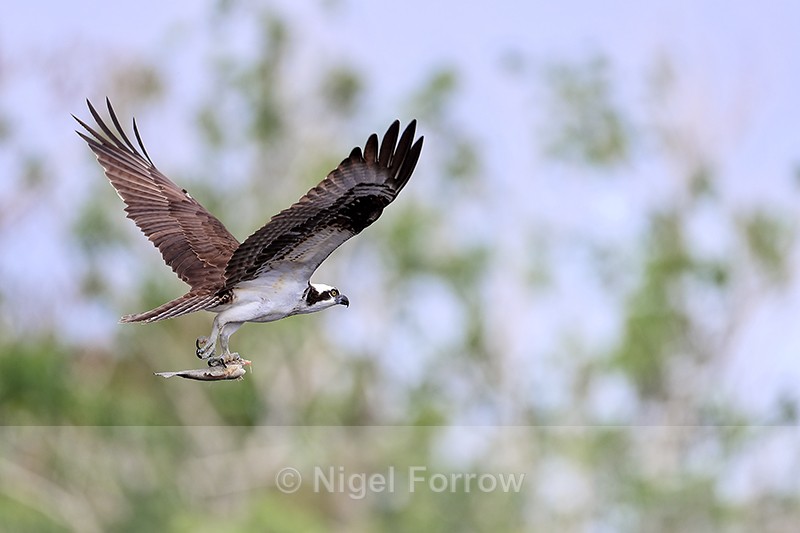 Osprey flying off with fish, Blue Cypress Lake, Florida - Osprey