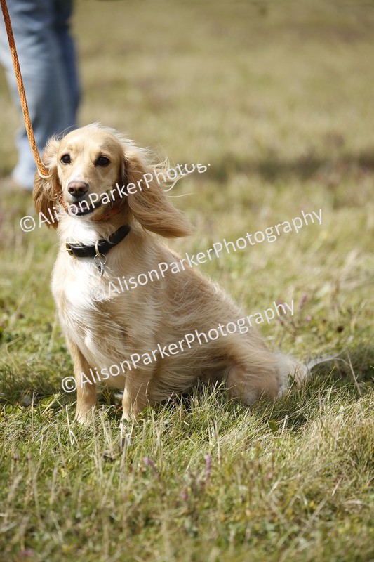 20250831-3658 - Dog Show