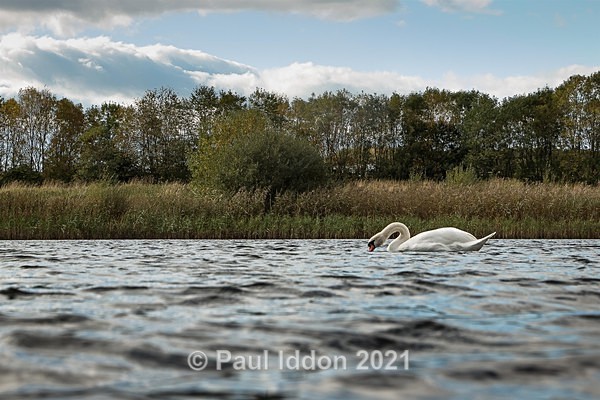Brockholes 12 - Landscapes