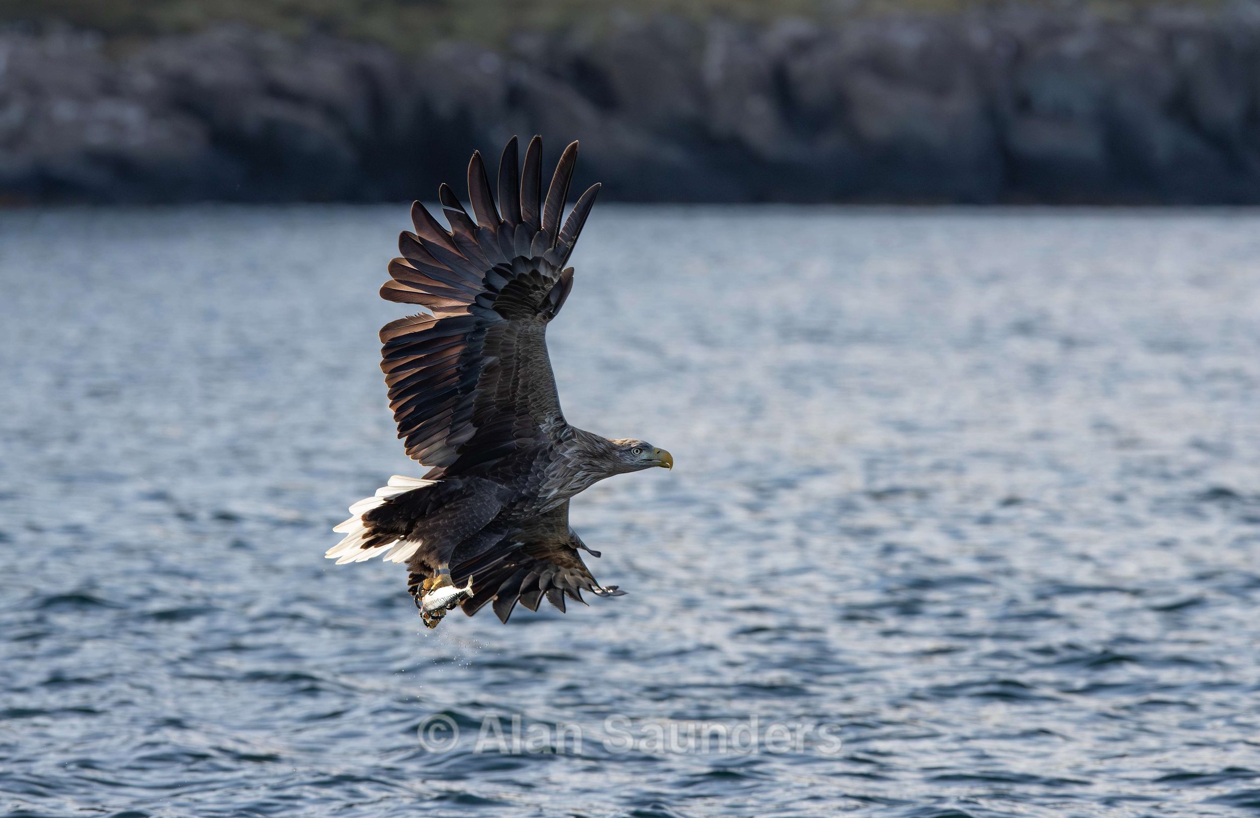White Tailed Eagle 25