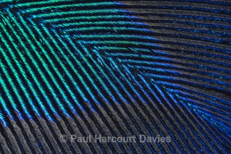 Peacock feather to show irridescence - Insects, Spiders and other Animals