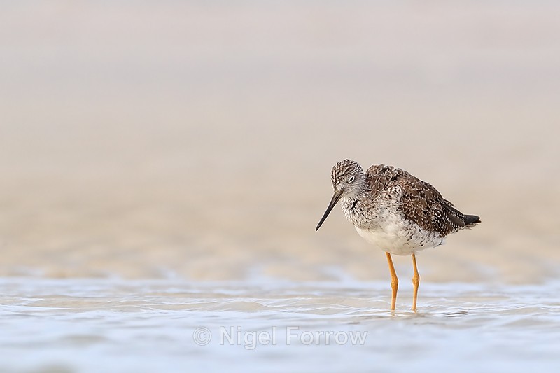 Greater Yellowlegs with ruffled feathers, Fort De Soto, Florida - Greater Yellowlegs