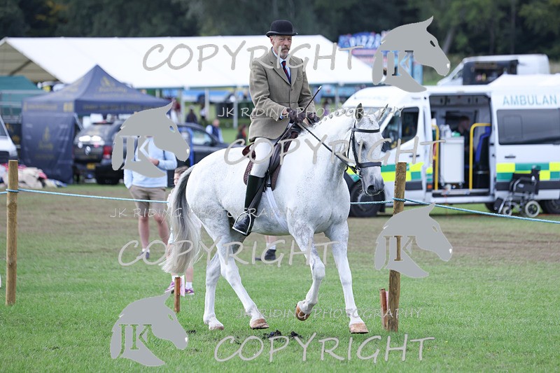 APP_4155 - Class 15a/b Pony club pony/Riding club horse