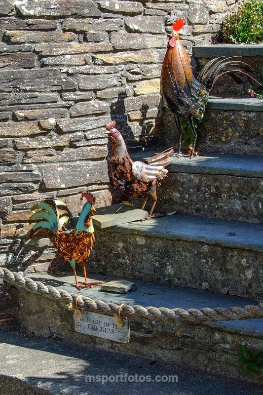 The Hens steps in Port Isaac - Travel, city/land scapes