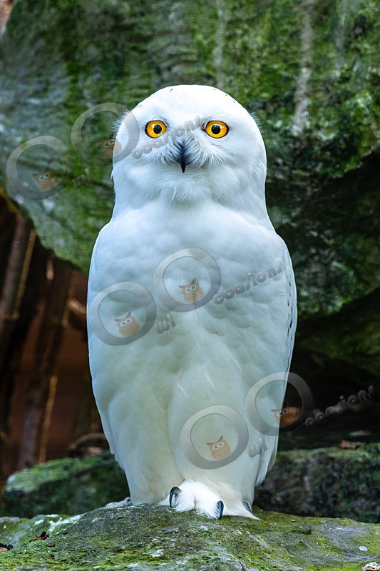snowy owl Bubo scandiacus-1239 - Owls of the World