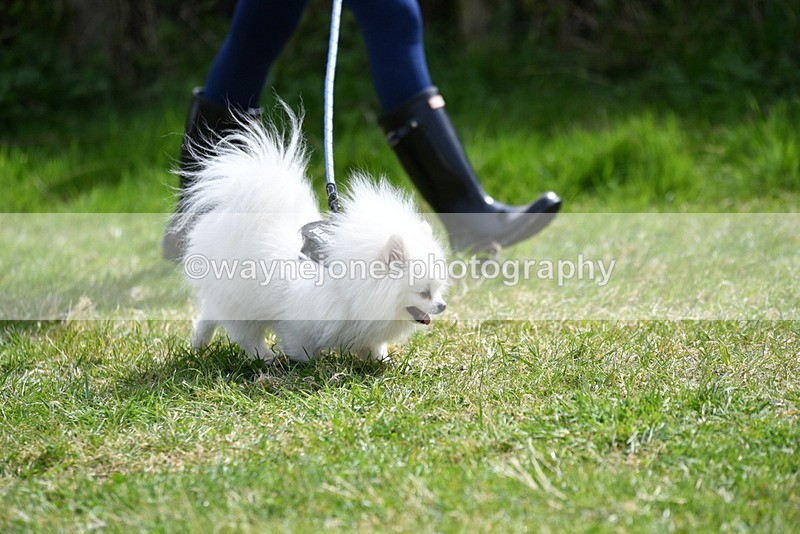 WJ5_9701 - Class 3 Most Handsome Dog