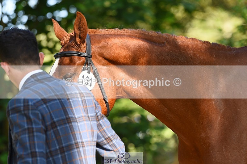 230524-170332-01263 - 131-FORTSIDE_COBRA-Freddie_Carden-WEDTrotUp+DR