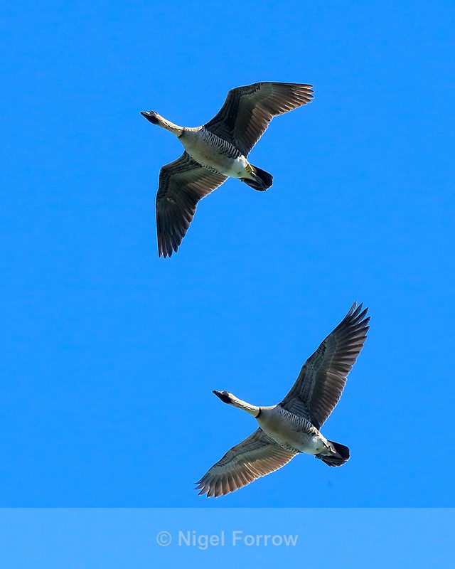 Hawaiian Geese (Nene) flying overhead, Kilauea Point, Kauai - Hawaiian Goose