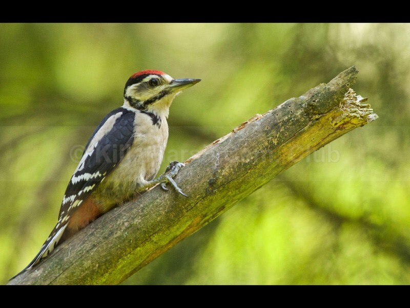 04 JACKIE HALLAM_MALE GREATER SPOTTED WOODPECKER - JACKIE HALLAM