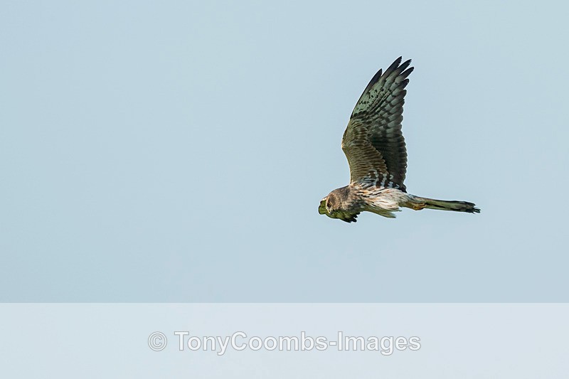 Montagues Harier - Lesvos ~ Other Birds