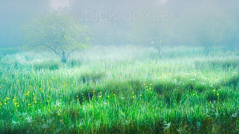 Misty marsh morning 1 - Mood and mist with some lumen added