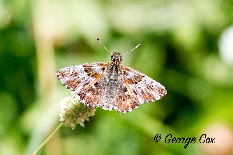 marbled skipper pyrenees