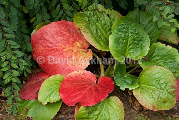 Bergenia leaves 2 - Autumn