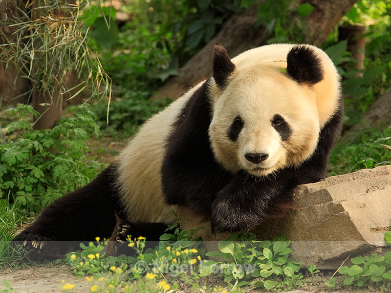 Giant Panda, Beijing Zoo, China - Panda