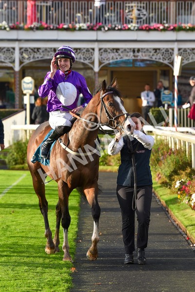 131023-Race 6-Wen Moon-9934 - Race 6 5.00pm Copper Knight - Winning Most Horse At York Handicap