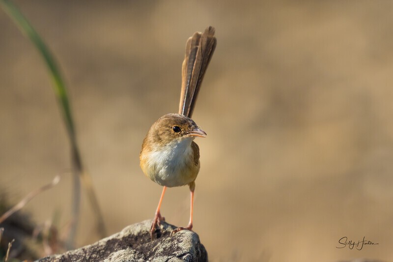 Pretty Girl 0A3A3193 - Red-backed Fairy Wren