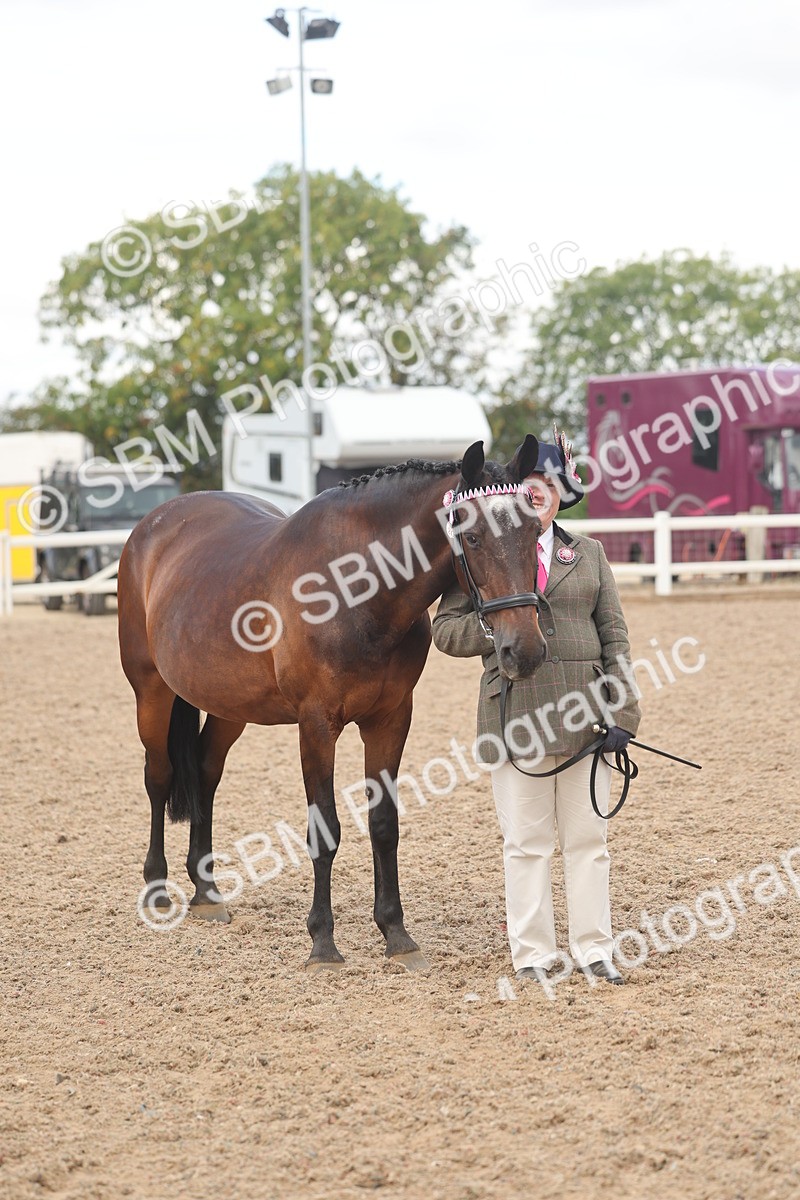 SBM_04328 - Class 17 - Prettiest Mare (IH or Ridden)