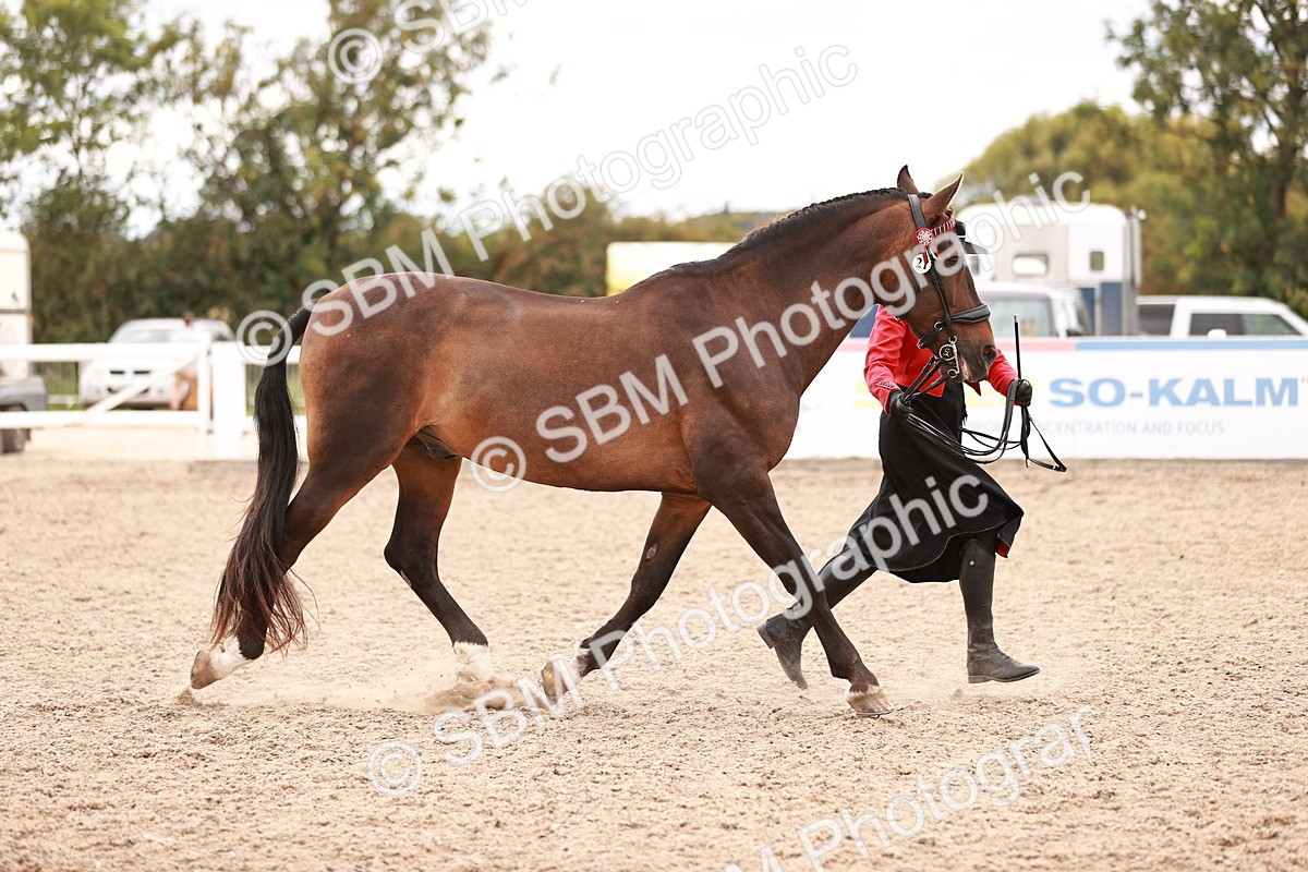 SBM_16900 - Class 415 - Horse-Pony Judge would most like to take home