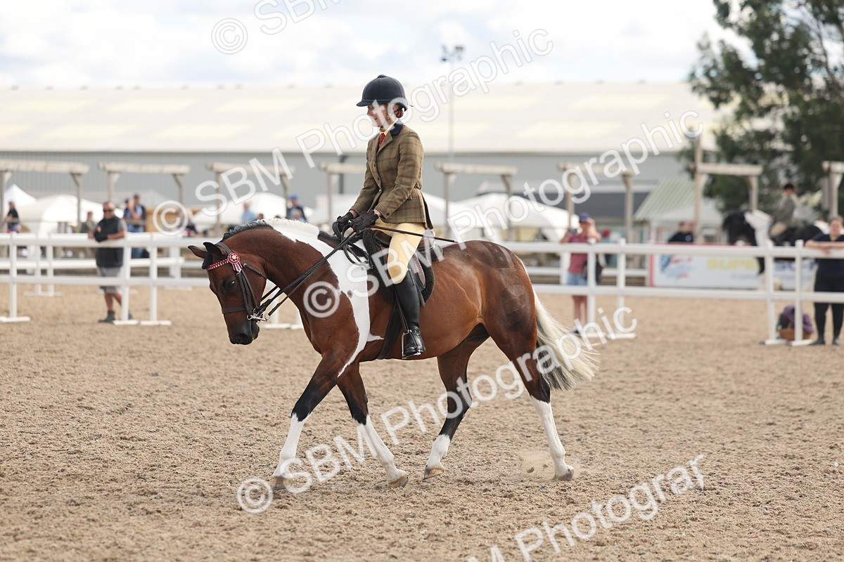 SBM_14657 - Class 307 - Ridden Coloured Pony