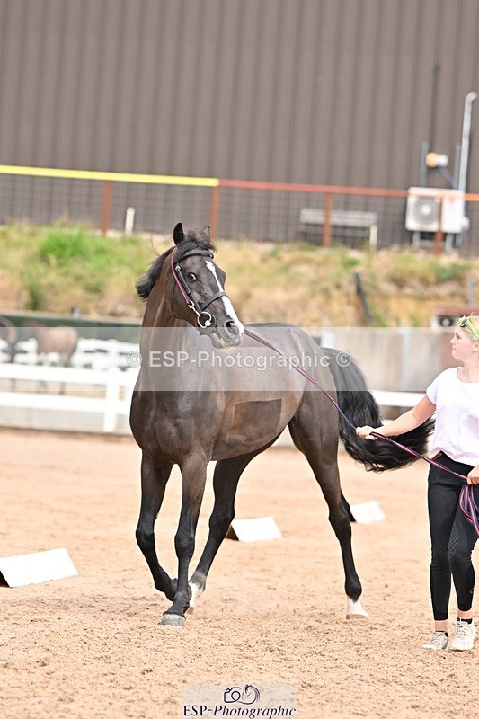 250716-153352-02016 - Trot Up 3.30 to 4.30