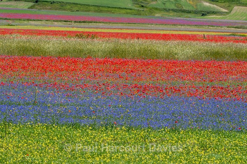  - Plants: wide-angle
