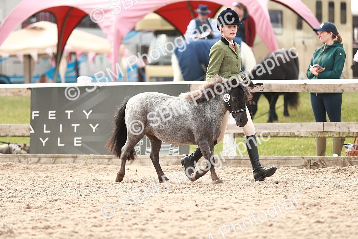 SBM_11788 - Class 206 IH Non Show Type Pony