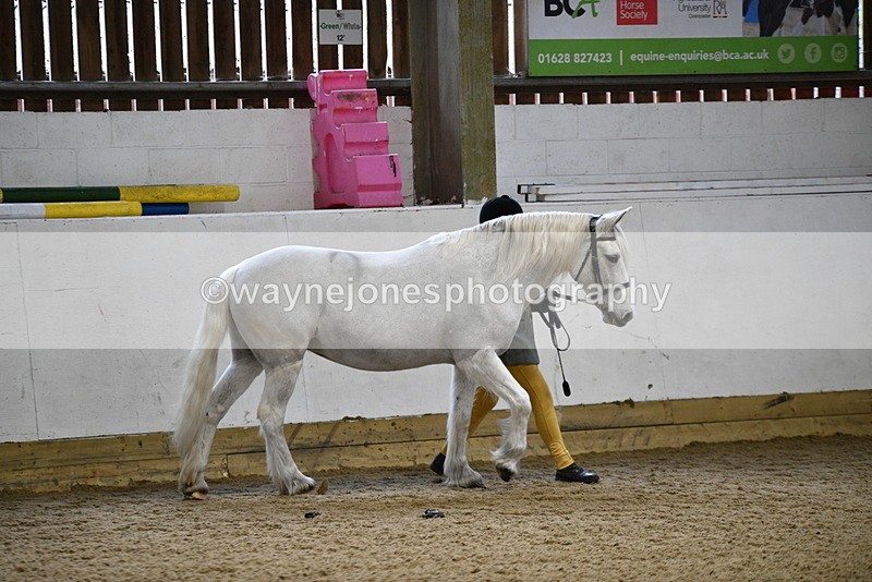 WJ5_4598 - Class 3 Part Bred In hand