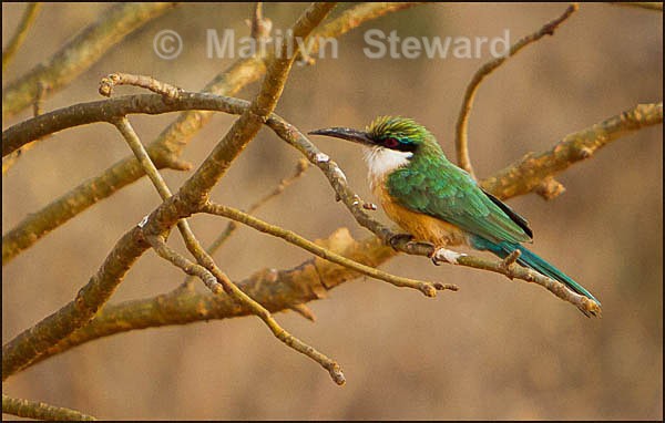 Bee-eater - Kenya, Tsavo East