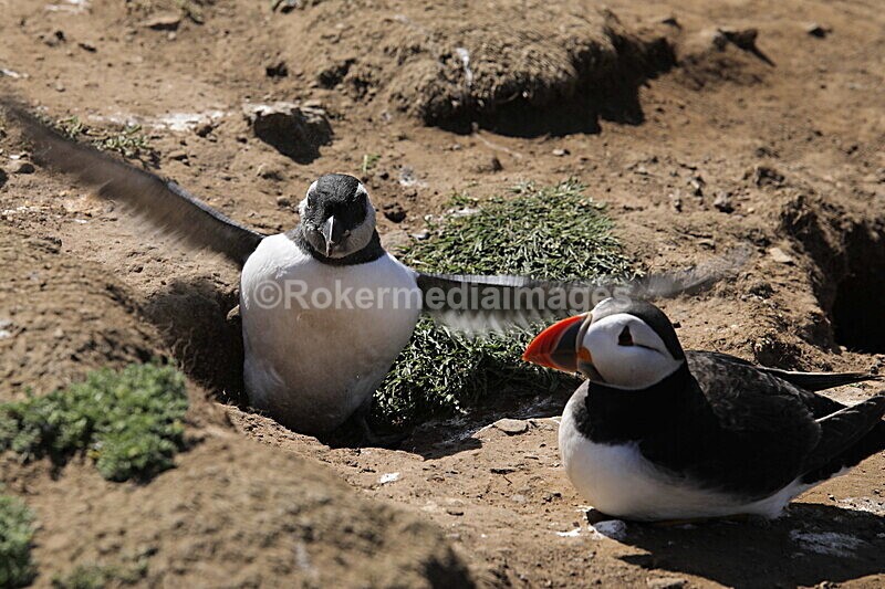 _56A7026 - Skomer 2019