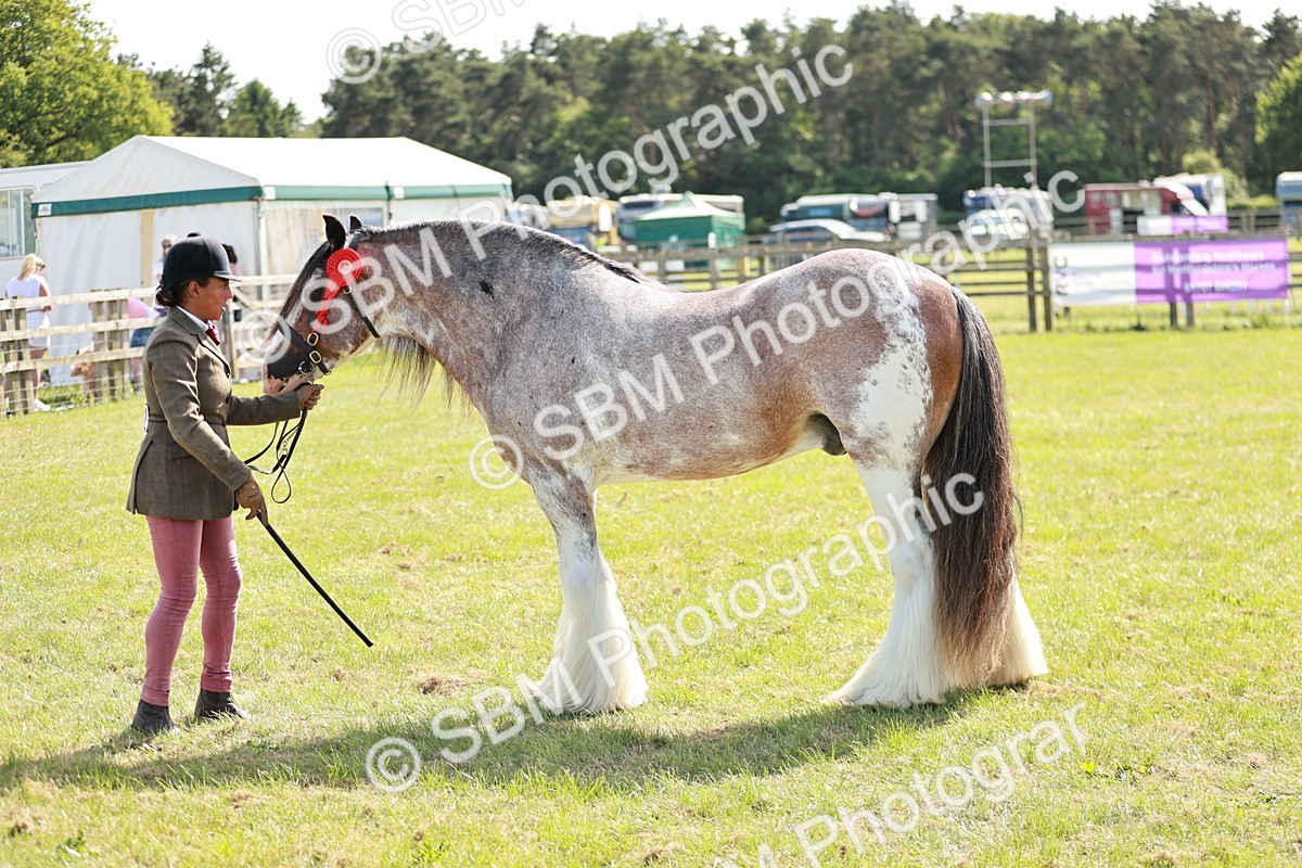 SBM_08886 - Class 63-65 - Traditional Gypsy Cobs In Hand & Ridden