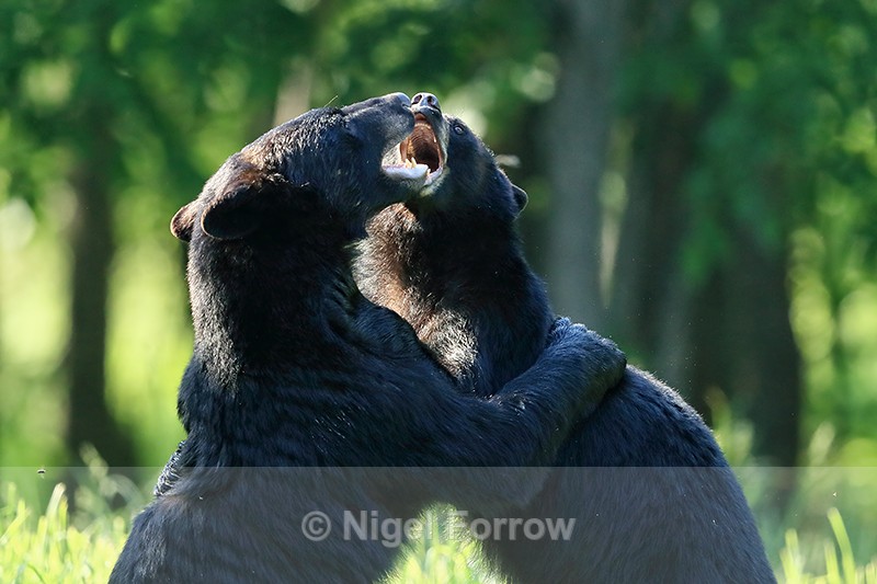 Black Bear hug, Minnesota, USA - American Black Bear