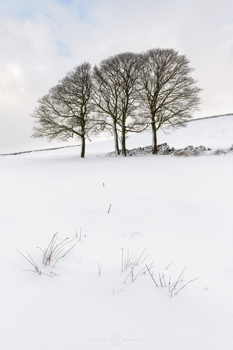 Snowy assemblage - WINTER