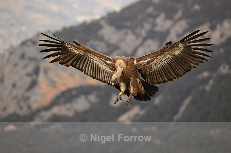 Griffon Vulture slowing to land, Pre-Pyrenees, Spain - Griffon Vulture