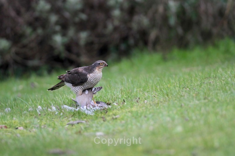 Sparrowhawk - Birds