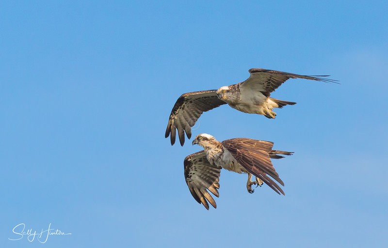 Osprey pair in flight 5