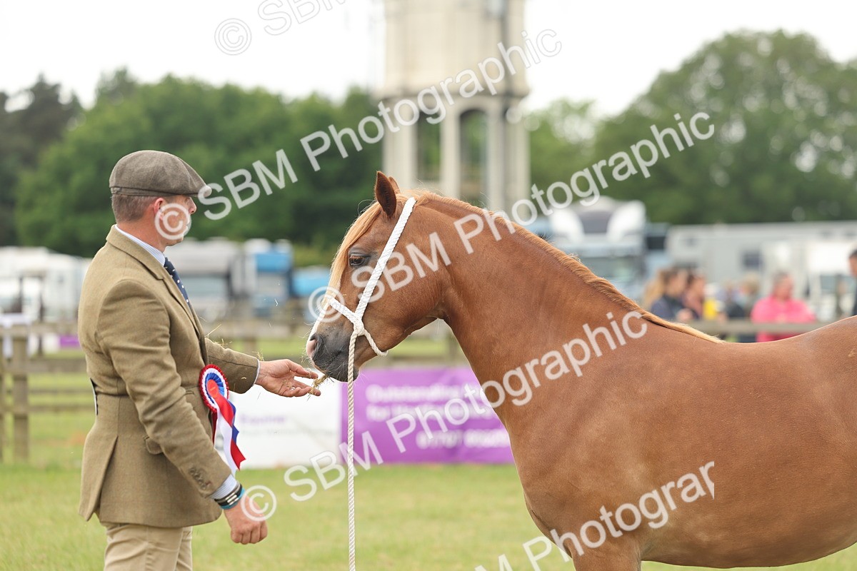 SBM_02447 - Class 50-57 - M&M Welsh Pony In Hand