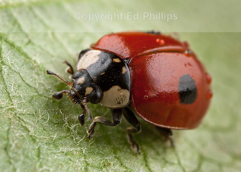 2-Spot Ladybird