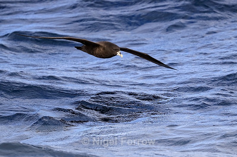 Low-flying White-chinned Petrel, South Africa - White-chinned Petrel