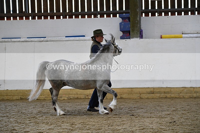 WJ5_5682 - Morning in hand Championship