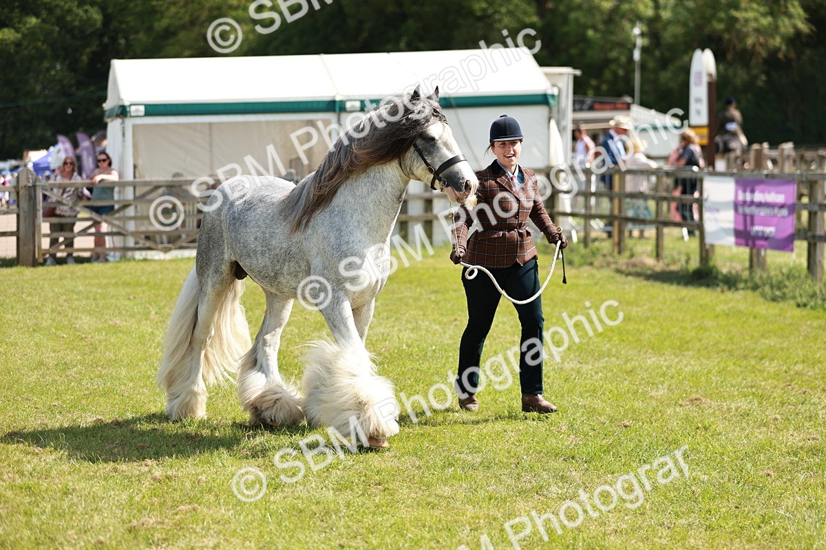SBM_08535 - Class 63-65 - Traditional Gypsy Cobs In Hand & Ridden