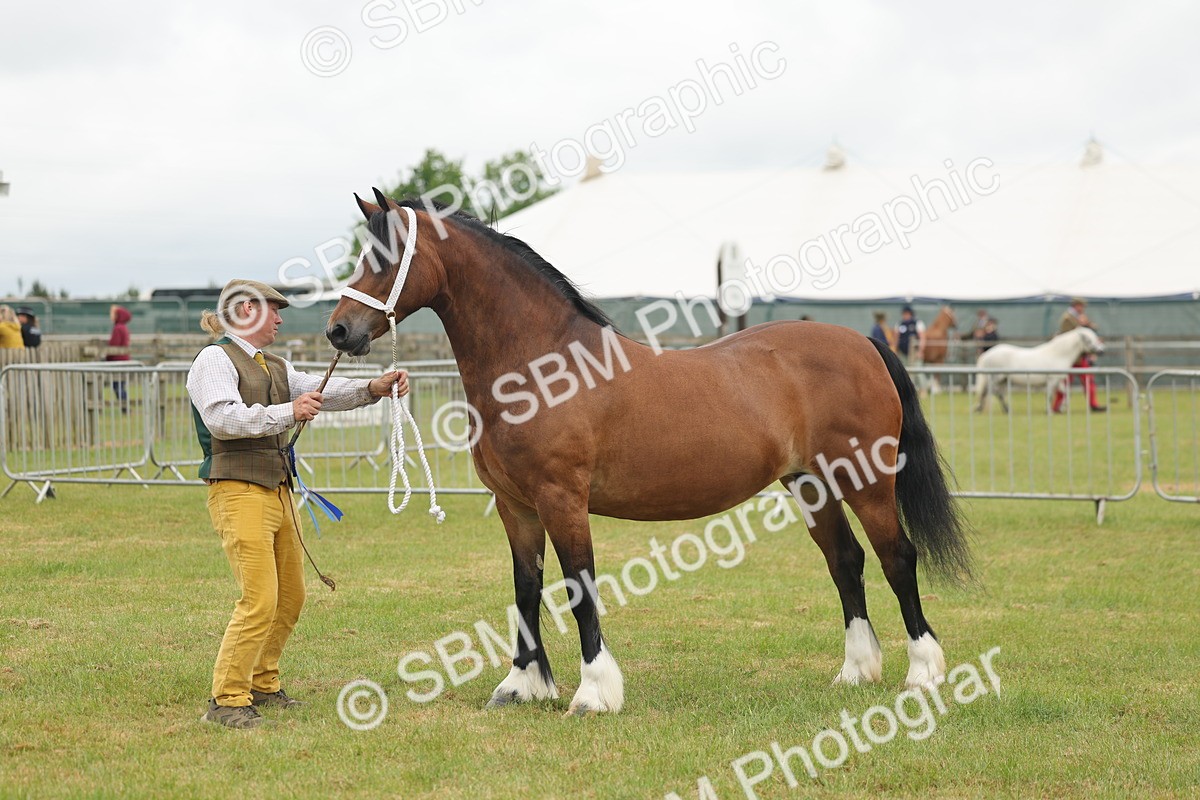 SBM_04942 - Class 50-57 - M&M Welsh Pony In Hand