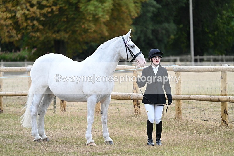 WJ7_8858 - Class 4a Prettiest Mare 14.2hh and over