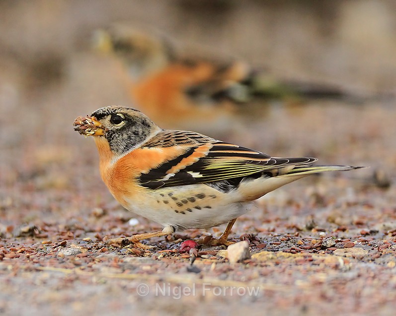 Two Bramblings feeding on the ground near the cattle pens at Otmoor - Brambling
