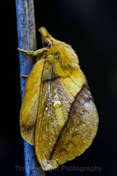 Female Drinker Moth - Butterflies, Moths & Caterpillars