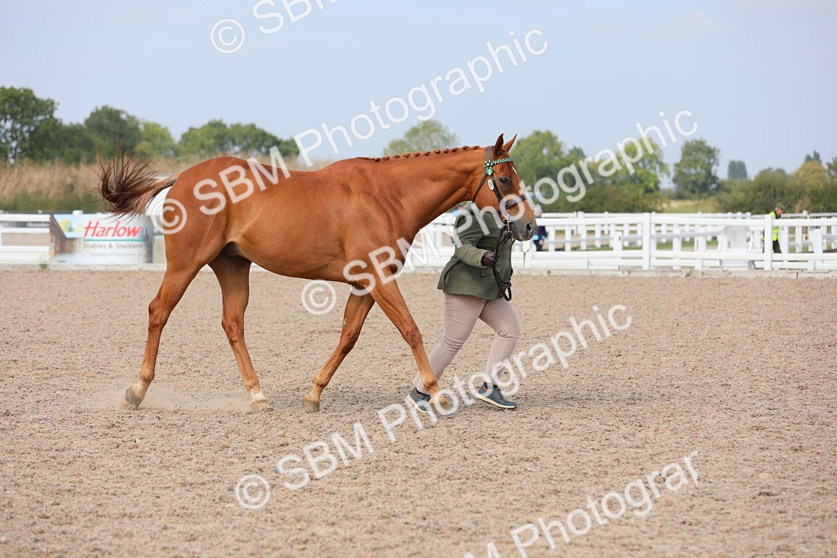 SBM_15943 - Class 313 IH Retired Racehorse
